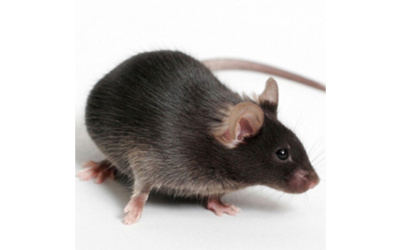 II型糖尿?。═2DM）小鼠模型